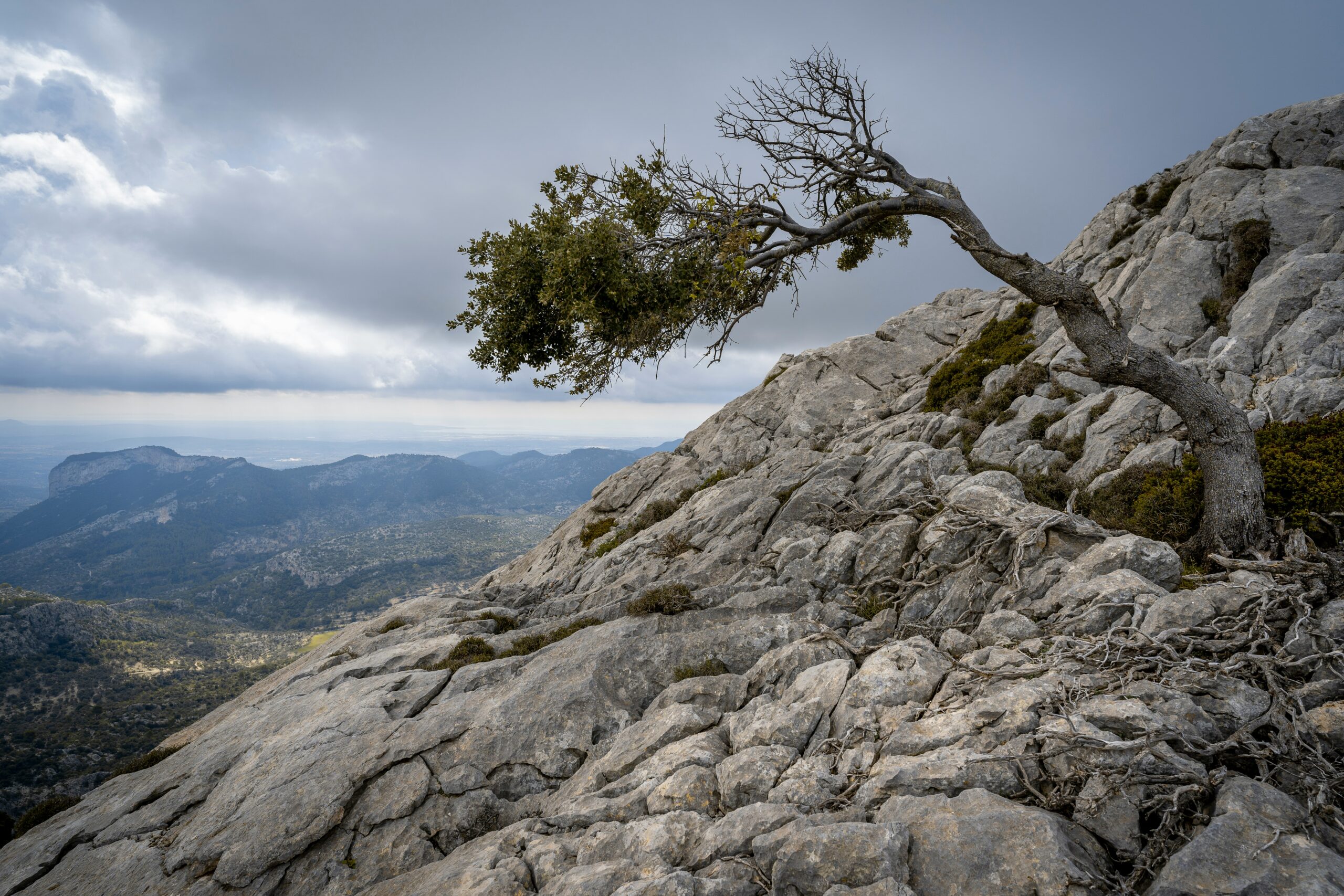Windswept tree on rocky mountain slope
